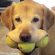 top dog - steam id 76561198283654260