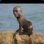 Seal