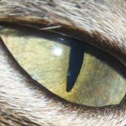 EyE_of_TiGeR^^