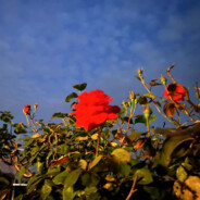 喜欢的总不是温暖的