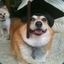 Ya Boi Graduate Dog