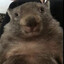 soggywombat27