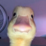 ducky<3