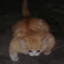 TomiTriceps
