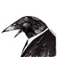 Crow in a suit.
