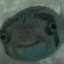 Pavapepa