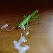 CUMMANTIS