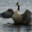 Goose