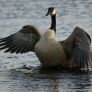 Goose