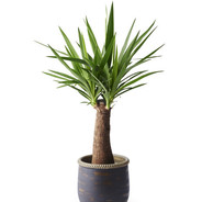 ⛟YuCCa⛟