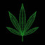 cannabis