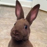 mrsnugglebunny