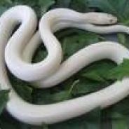 PEREDA