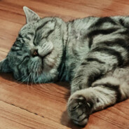 牛顿的头上有三个苹果