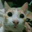 ping