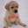 Cachorro Endeota