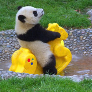 Major Suchodolski CSGOatse.com