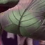 The Green Ass
