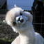 AlpacaHacka