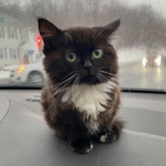 пушистый пуська