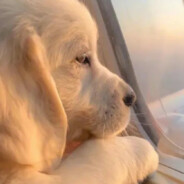 护护护护猫修狗