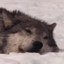 Sad Wolf