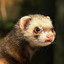 bitferret