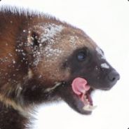 cdnwolverine - steam id 76561197962190449