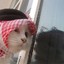 MSO9 | ARAB CAT مضحك