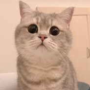 遇事不决可问春风