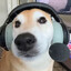 Terry is a cool dog
