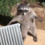 a raccoon stole my radiator
