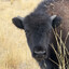 American “Tiny” Buffalo