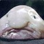 Eine_Blobfish