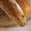 Arabian Sand Boa