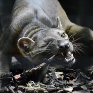 Fossa avatar