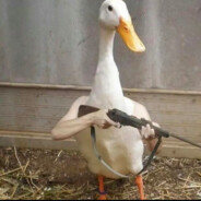 大哥给我出个金