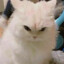 adonis-