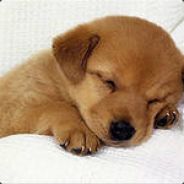 Bebeshnik - steam id 76561197965599312