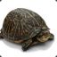 Speedy Turtle