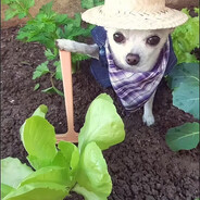 兄弟猛攻我装傻