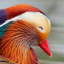 Mandarin Duck Gaming
