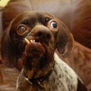 Pyloux - steam id 76561197971078013