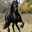 friesian135