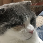 肖战辱骂原神抄袭CF