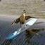 Surfing Duck