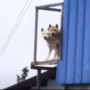 醉酒的嫂子疯狂勾引我