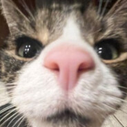 Смешной пукич