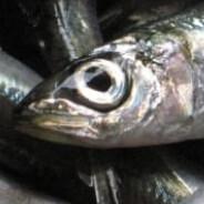 WOOLAH LA SARDINE