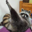 trashpanda